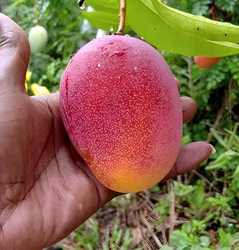 Image of Delicious Testy Grafted Plant Irwin Mango Fruit Tree || For Home Garden fruit tree plant outdoor indoor plant