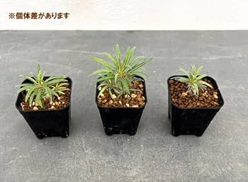 Amazon｜パキポディウム：Mana's farmのグラキリス実生苗 2.5号