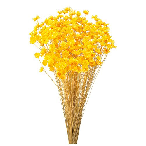 大地農園 ドライフラワー スターフラワー・ブロッサム(18g入り)