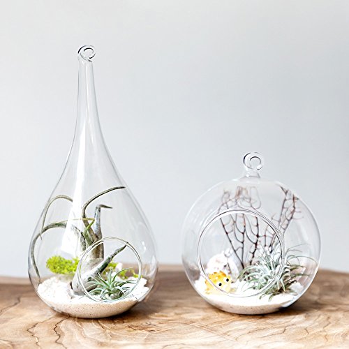 Mkono YYDPTZ01A 2 Pack Glass Hanging Planter Air Fern Holder Terrarium Plants Hanger Vase Home Christmas Decoration Gift Idea thumb #1