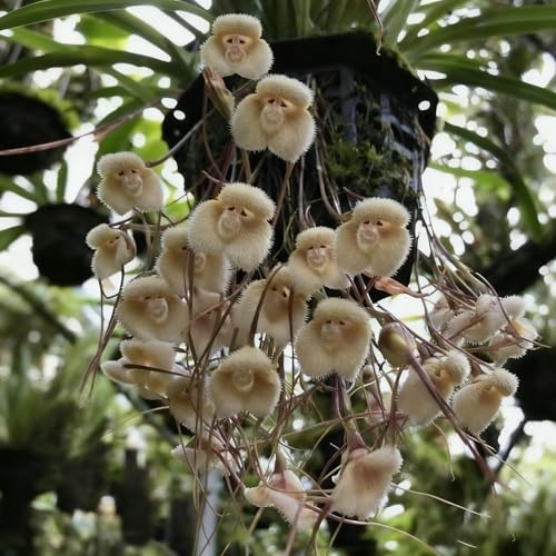 200+ Monkey Orchid Seeds for Planting, Perennial Rare Monkey Orchid Seed, Non-GMO Dracula Flowers Seeds for Bonsai Decoration, Home Garden