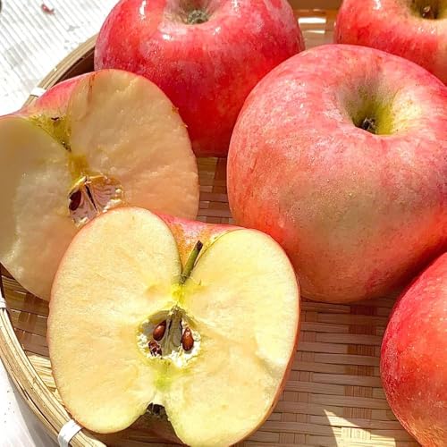 550 piezas manzanas semillas de - manzano, resistentes para jardín, semillas organicas jardin decoración de en bonsai