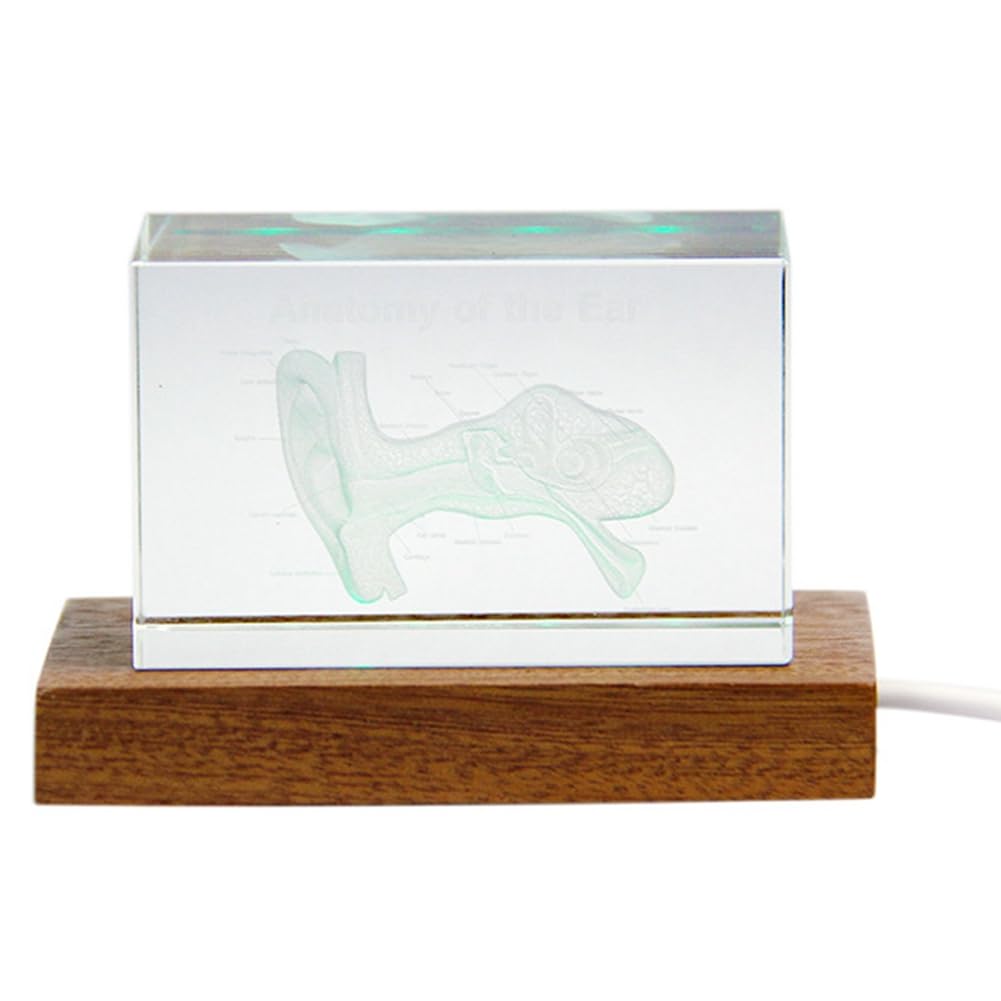 Statuette en verre organe humain pour cabinet médical ORL
