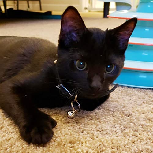 IVIA PET 4 conjuntos de acessórios de pingente de sino de gato para coleira de cachorro de treinamen