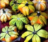 Daisy Gourd 10 Seeds - Nothing Like it in The World!