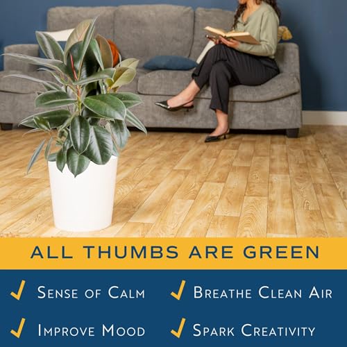 Image of Costa Farms Burgundy Rubber Plant Live Plant in Decorative Pot, Air Purifying Large Indoor Houseplant, Perfect for Home, Room, or Office Decor, Great House Warming or Birthday Gift, 2-3 Feet Tall