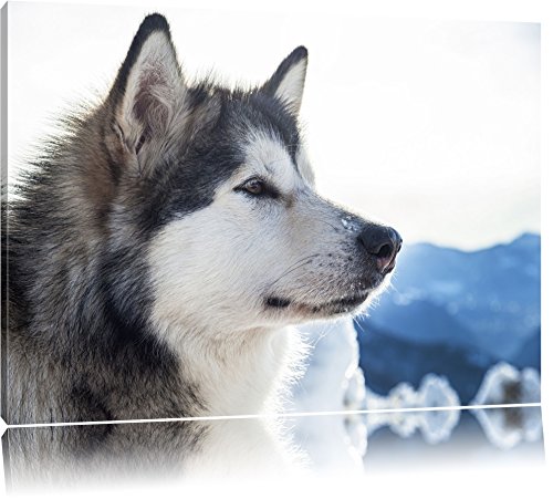 Tableau Husky 120x80 cm toile tendue pour remplacer un mur blanc vide