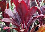 HAWAIIAN RED TI LEAF PLANT 2 LOGS ~ GROW HAWAII