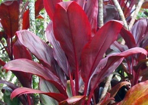 Red & Green Good Luck Ti Leaf Plant Logs Hawaiian Grown 1 Pack 2 Logs Discount Hawaiian Gifts #TOP6