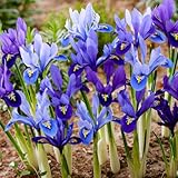 Mezcla de Iris Reticulata Budget (50 bulbos), colección de lirios, 4-5 variedades/colores, perenne, bulbos de flores de Holanda aptos para jardín, maceta).