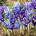 Produktbild Iris Reticulata Budget Mischung (50 Zwiebeln), Schwertlilien Kollektion, 4-5 Sorten/Farben, Mehrjährig, Winterhart Blumenzwiebeln aus Holland für Garten, Topf (große Knollen, kein Samen)