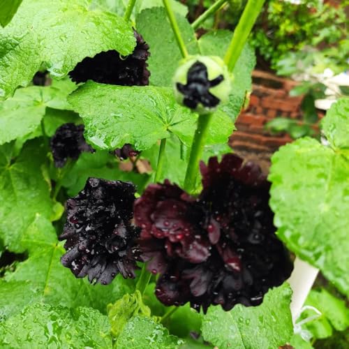 Semi di malvarosa, Alcea rosea, semi di campo Semi di malvarosa, le da giardino roccioso sono resistenti decorazione del soggiorno 350pcs