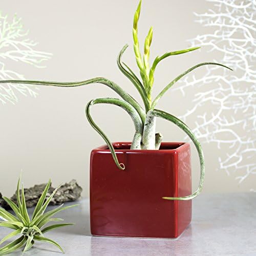 Mini Planter square Ceramic vase, cube geometric plant pot, Burgundy Red Modern Pottery, Handmade Succulent Air plant cactus desk decor