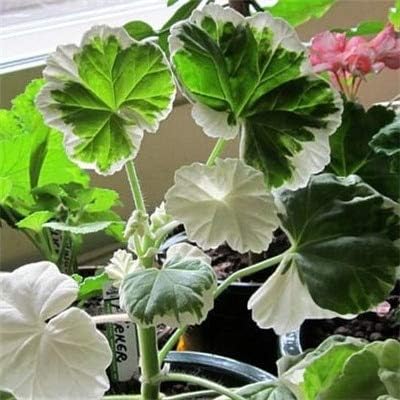 Amazon 100個の色のゼラニウムの花珍しい盆栽のフローラル多年生の植物ペラゴニウムペタタムの苗木屋内庭園の部屋 16 観葉植物 オンライン通販