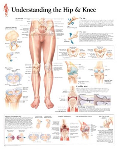 Understanding the Hip & Knee chart: Laminated Wall Chart
