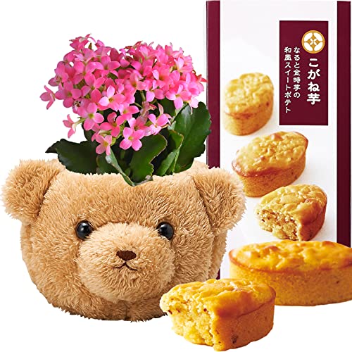 Ԃ̃Mtg JRG  A v[g Mtg a j  Ԕ  َq