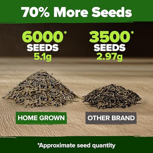 Image of HOME GROWN Verbena Moss Seeds - 6000+ Perennial Flower Seeds for Ground Cover - Heat-Tolerant Plant Seed for Outdoor Gardening, Walkways & Erosion Control - Attracts Pollinators (Verbena Tenuisecta)