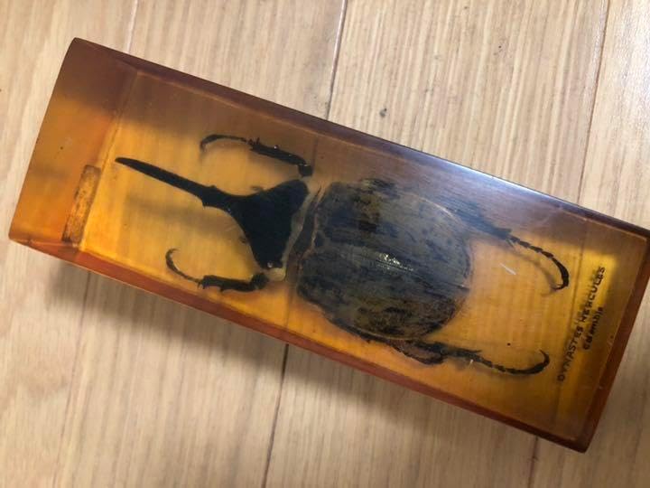 楽天市場】ヘラクレスオオカブト 標本の通販 ヘラクレスオオカブト