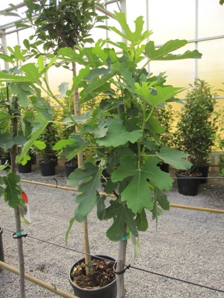Italienische Feige Verdino - Ficus carica - Fico - Hochstamm 90