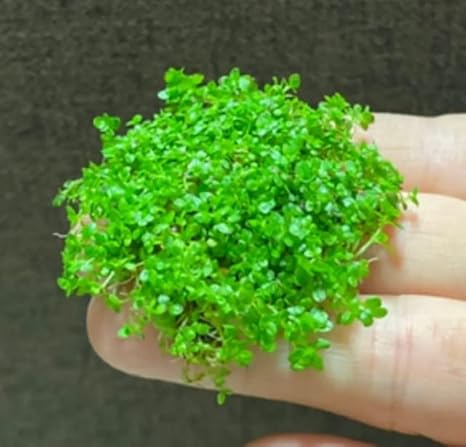 Amazon Co Jp 水草 根がしっかり生えた キューバパールグラス4 4ｃｍサイズ 無農薬 無害虫 水草専門イイ水草市場 ペット用品