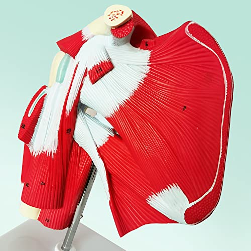 Image of NEW HORIZON Muscled Shoulder Joint Model - Shows Complete Shoulder Musculature from Rotator Cuff to Subscapular Muscles - Includes Base,Manual, Education in the Field of Mathematics