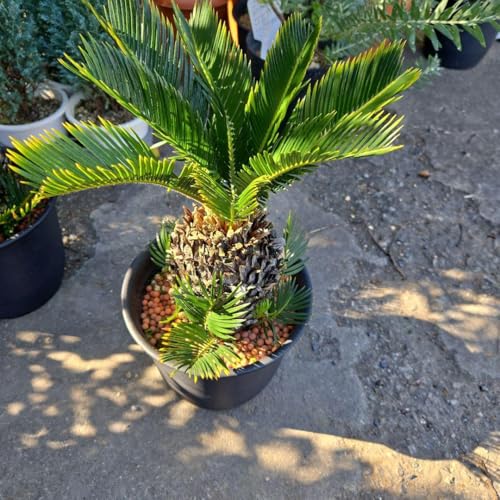 金環 ソテツ」の人気商品一覧 | 安い商品を通販サイトから探す - 価格.com