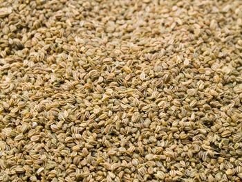 Celery Seed Whole in a 5 lb. Bag - KOSHER