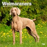 Weimaraners | 2026 12 x 24 Inch (Hanging) Monthly Square Wall Calendar | Plastic-Free | BrownTrout | Animals Dog Breeds