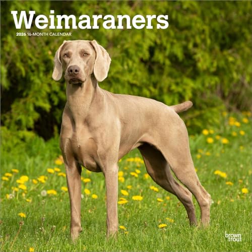 Weimaraners | 2026 12 x 24 Inch (Hanging) Monthly Square Wall Calendar | Plastic-Free | BrownTrout | Animals Dog Breeds