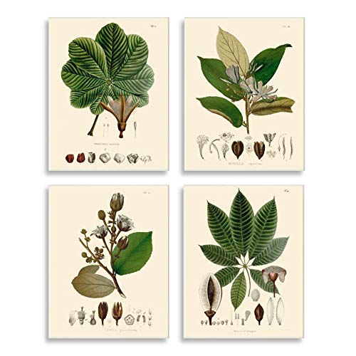 Stupell Industries Plant Anatomy Chart Vintage Scientific Illustration Wood Art by Unknown Artist Wall Plaque, 4pc, Each 10 x 15