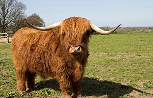 1 x Hairy Brown Highland Cow Wild Animal Black Ballpoint Pen Student Gift#3348