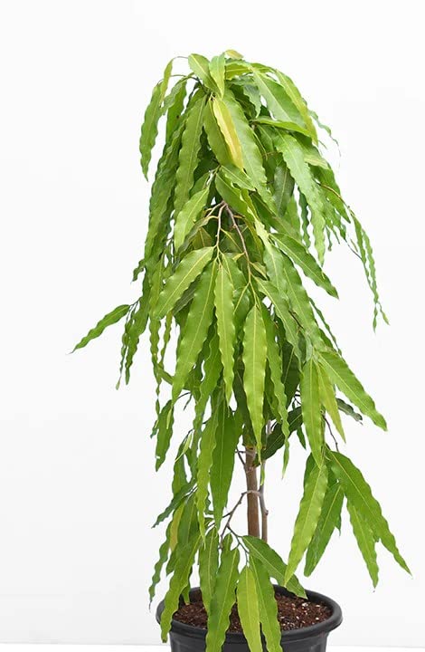 Crown Flora Rare Ashoka Tree Plant (Saraca asoca) Ornamental Shrub Tree Plant (1 Healthy Live Plant) (B0BVJXN32H) Amazon Price History, Amazon Price Tracker