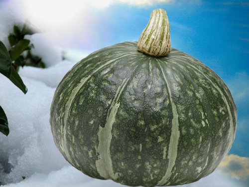 かぼちゃ 10kg (4〜7玉) 北海道剣淵産他 ホクホクした甘味のある南瓜(カボチャ)ほっこり 味平など