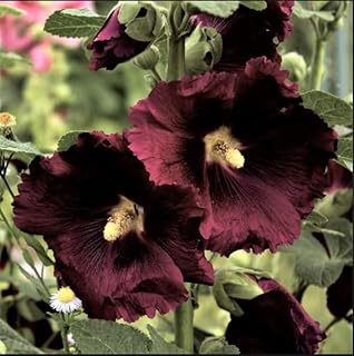 25 Black Knight Hollyhock Seeds Perennial Flower Garden Seed Flowers Seed Flower