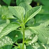 2000+ Seeds Egyptian Spinach, Jute Plant, Corchorus Olitorius Molokhia, Ewedu, Jute, Saluyot Seeds, Rau Đay Xanh, green