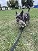 Dingo Set Hundespielzeug Kunstfell Pelz Grün Griff Bungee, Langen Schwarz Griff Bungee Mop Beisswurst Quietscher Hundetraining, Agility Spiel mit Hund Z30021