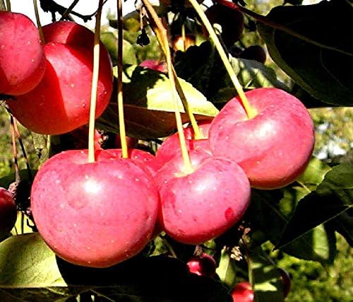 Sargent's crabapple tree seedling crab applefruit edible wildlife LIVE PLANT