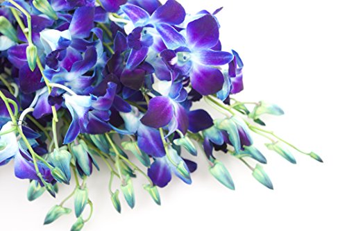 Image of KaBloom-20 Blue Orchid Bouquet,Flowers for Valentine, Mother's Day