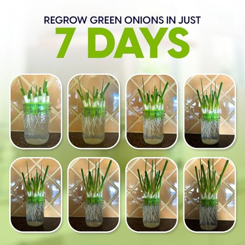 Zestigreens Premium Sprouts Growing Kit & Green Onion Regrower With 2 Mason Jars & Superior Sprout Lids. Perfect Sprouter Set For Growing Broccoli thumb #3