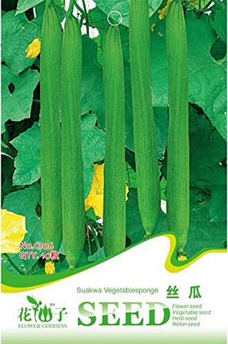Organic Green Long Oval Luffa Vegetable Seeds, Original Pack, 10 Seeds/Pack, Tasty Towel Gourd Loofah Seeds C106