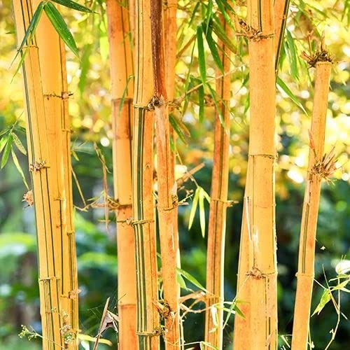 Bamboo plant seeds (300 seeds) Amazon.in Garden & Outdoors