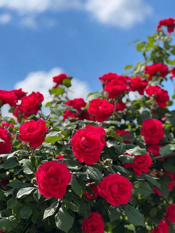 See full amazon price history chart for Live English Red Rose Flower Plant With Pot Live English Red Rose Flower Plant With Pot (B0CM4Z97RY) Amazon Price History, Amazon Price Tracker