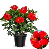 Red Hibiscus Plant Live, Hardy Hibiscus Flowers Colorful Blooms for Outdoor Landscapes, 8-10 Inch Height, Hibiscus Shrubs, No Pot, Well-Rooted