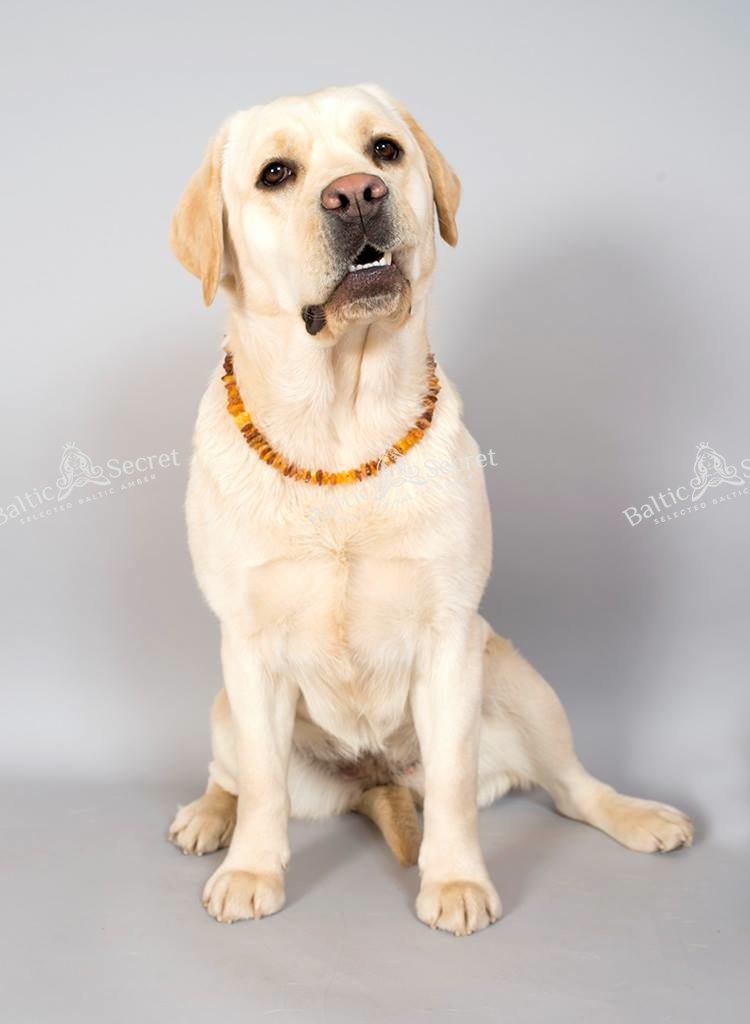 Collier d'ambre pour chien avec tubes en céramique EM - Microorganismes efficaces - Collier d'ambre pour chien - Ambre (45-50 cm)