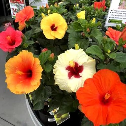 Mphmi Seedless Plant Indoor Plants Hibiscus Flower Multicolored (Combo Pack of 6 Plants) (B0CWF5ZF7X) Amazon Price History, Amazon Price Tracker