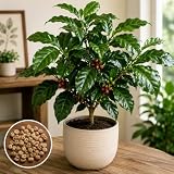 Arabian Coffee Tree Seeds – Coffea Arabica Variety for Planting