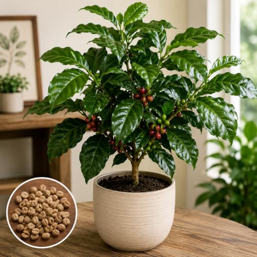 Arabian Coffee Tree Seeds – Coffea Arabica Variety for Planting