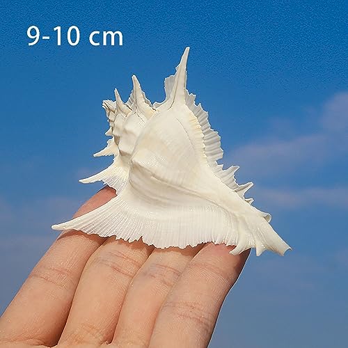 Conchas de 9-10 cm seleccionadas a mano para hogar y eventos 3