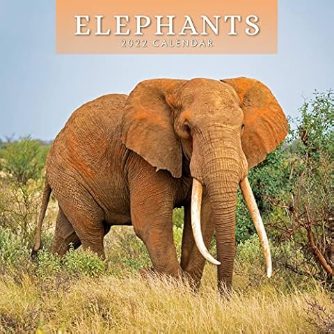Elephants 2022 16-Month Wall Calendar Cover