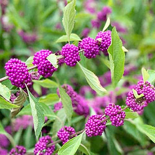 Qauzuy Garden 25 Seeds American Beautyberry Seeds- Callicarpa Americana- Perennial Beautyberry French Mulberry Shrub Bush Tree Seeds- Easy To Grow & Low Maintain #TOP4